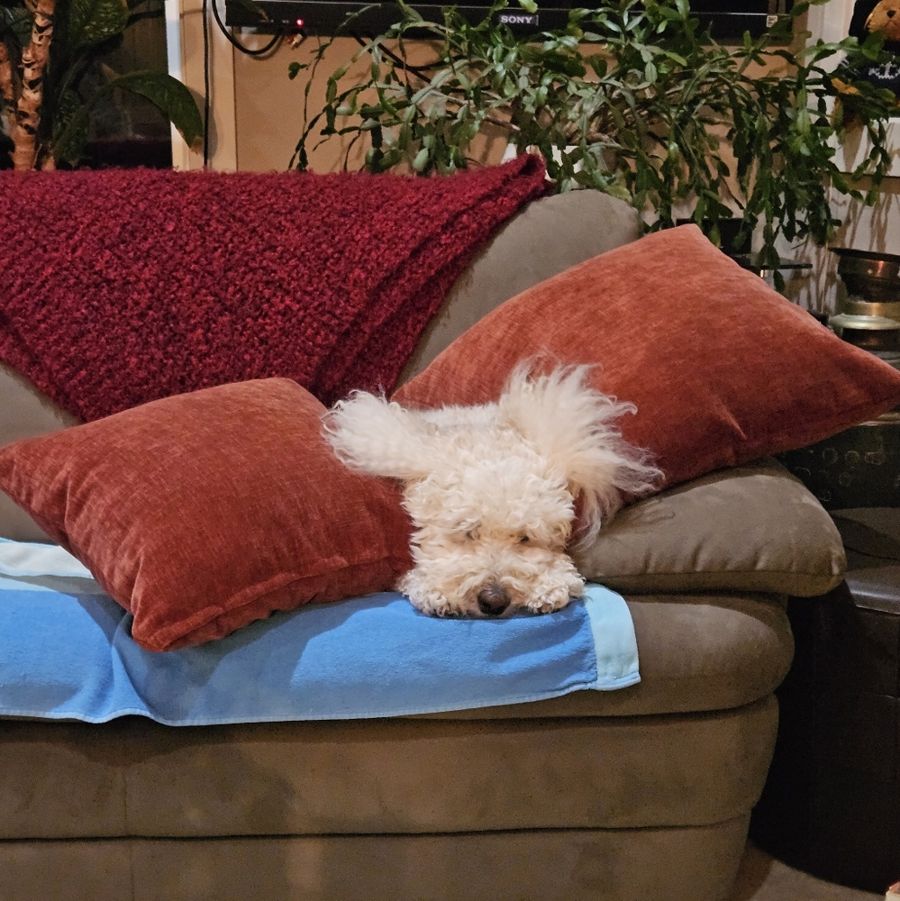 Chancey & Pillows With His Head Between His Paws